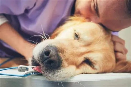 ¿Los perros saben cuándo se están muriendo? Hechos respaldados por la ciencia