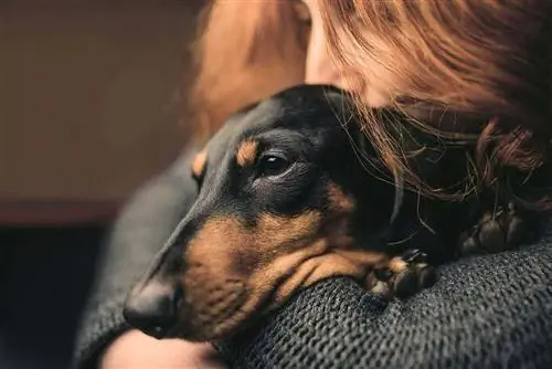 perro salchicha triste y dueño