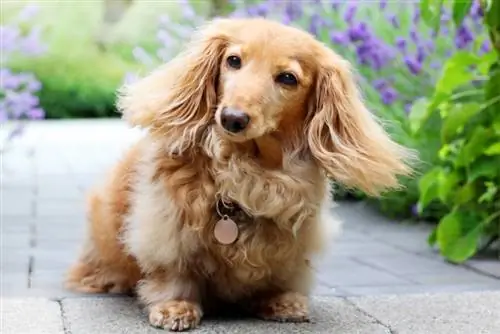 እንግሊዝኛ ክሬም Dachshund: ሥዕሎች, መረጃ & ተጨማሪ