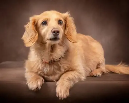 Dachshund crema anglès al sofà