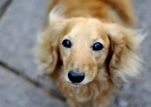 Cream Dachshund