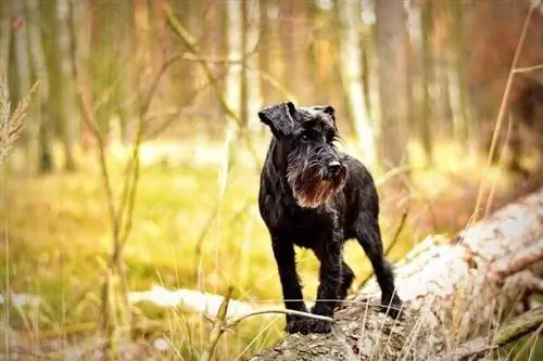 ድንክዬ-schnauzer