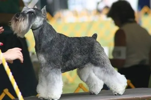 ትንሹ Schnauzer በጠረጴዛ ላይ ቆሞ