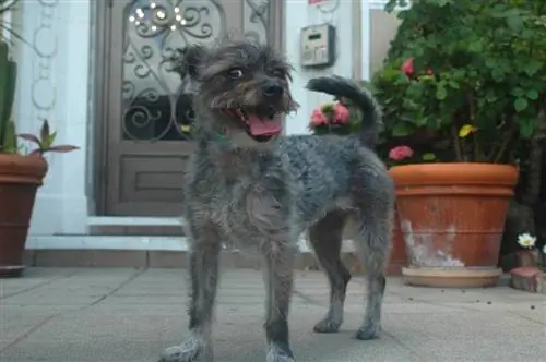 አነስተኛ ሽቦ ጸጉር ያለው schnauzer