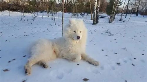 Samoyed pada musim sejuk