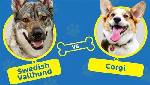 შვედური Vallhund vs Corgi: რომელი ჯიშია თქვენთვის შესაფერისი?