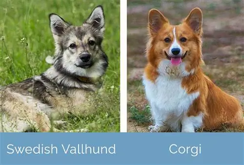 Szwedzki Vallhund kontra Corgi obok siebie