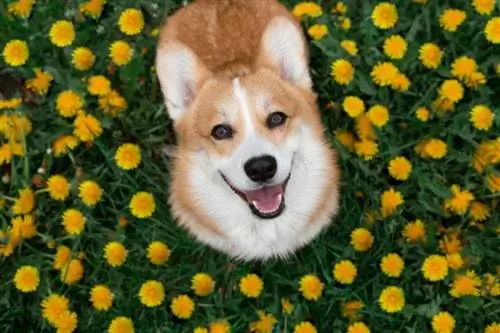 corgi in bloemen