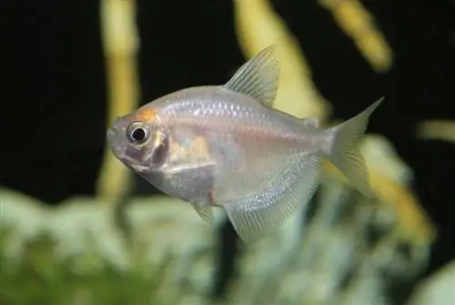 faldilla blanca tetra