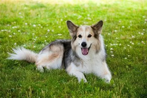 Alman Çoban ve Border Collie karışımı köpek