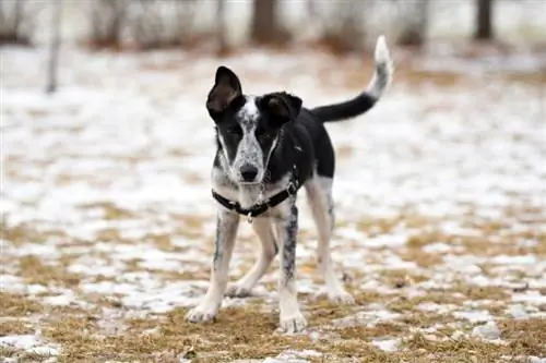 Blue Heeler Border Collie debout dans la neige partielle