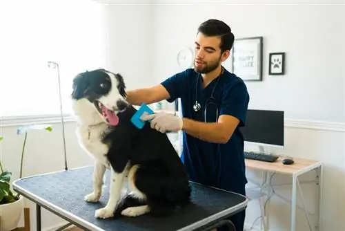 Damat bir Border Collie'yi fırçalıyor