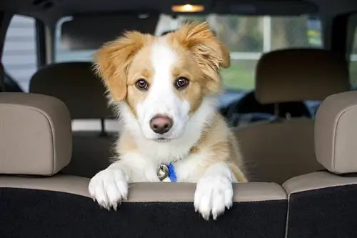 Chiot Border Collie assis regardant par-dessus le siège en attente de près