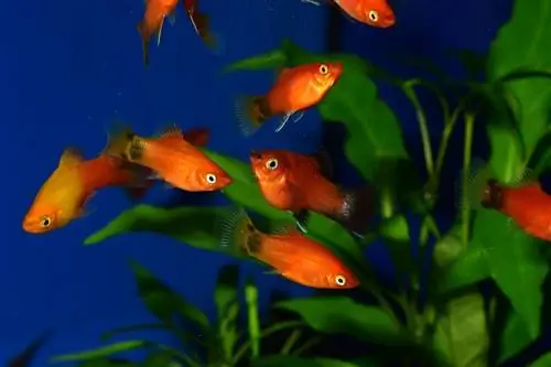 Platys