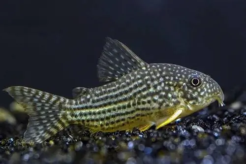 Pesce gatto Corydoras