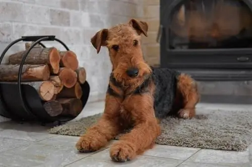 Airedale Terrier liggende på gulvet