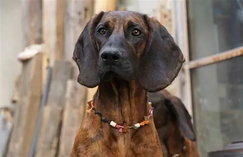 primer plano de un perro sabueso