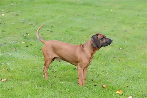 perro sabueso de pie sobre la hierba