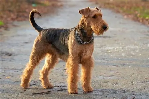 Ile kosztuje Airedale Terrier? (Przewodnik po cenach 2023)