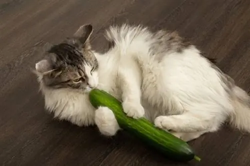 gato juega con pepino