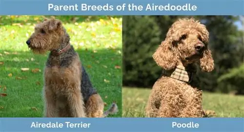 Races parentales de l'Airedoodle