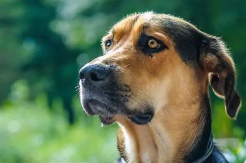 mélange de berger allemand golden retriever