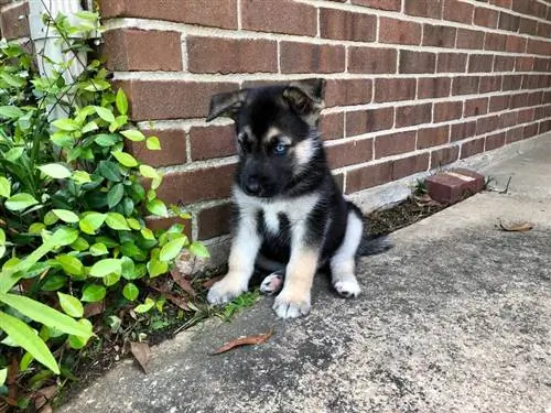 Saksa lambakoera ja siberi husky segatud kutsikas