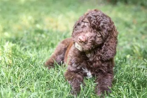 Chiot Shepadoodle