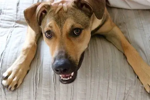 Cãozinho pastor Ridgeback sorridente na cama