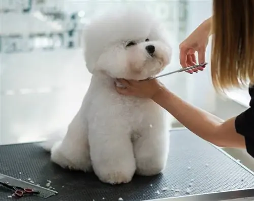 Bichon Fries dans un salon de toilettage pour chiens