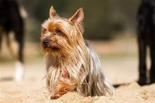 Yorkshire Terrier շունը նստած է ավազի վրա