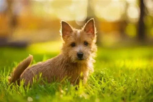 Szczeniak rasy Norwich Terrier