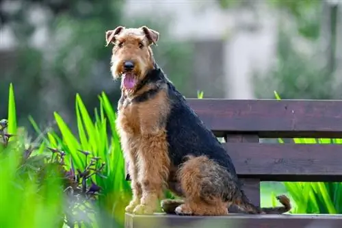 Airedale Terrier አግዳሚ ወንበር ላይ ተቀምጧል