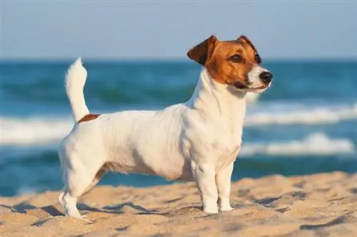 Jack Russell staan op die goue sand van 'n sandstrand