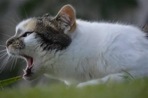 ¿Por qué los gatos mantienen la boca abierta?