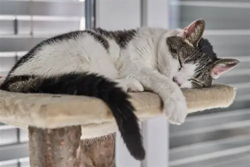 gato durmiendo en su condominio