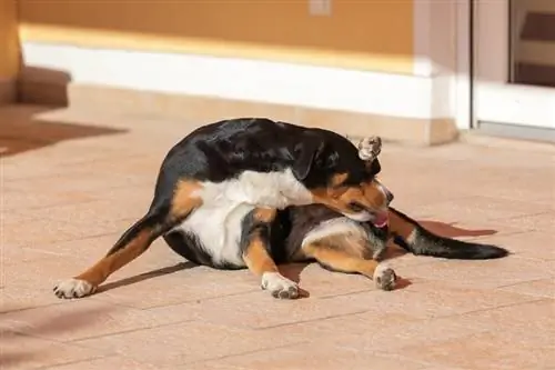 El perro se está limpiando solo