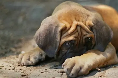 Lindo cachorro en problemas