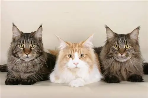 10 Kucing Maine Coon Terbesar Tahun 2023 (Dengan Gambar)