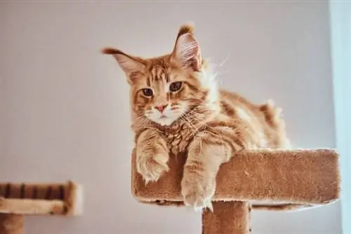 Anak kucing maine coon jahe yang lucu sedang berbaring di furnitur khusus kucing