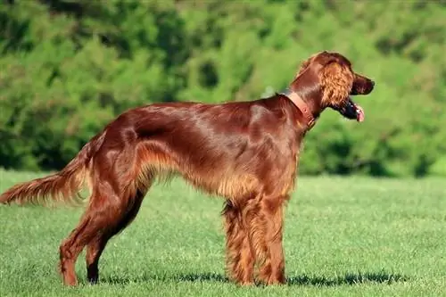 irländsk setter hund utomhus