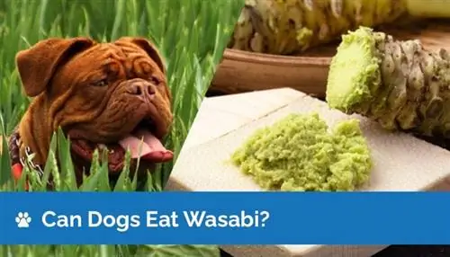 Μπορούν τα σκυλιά να φάνε Wasabi; Τι Πρέπει να Γνωρίζετε! Εγκεκριμένα από τον κτηνίατρο γεγονότα