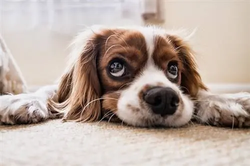 Trauriger Hund auf dem Boden