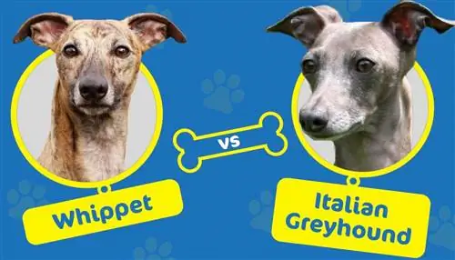 Whippet vs. Italian Greyhound: ต่างกันอย่างไร?