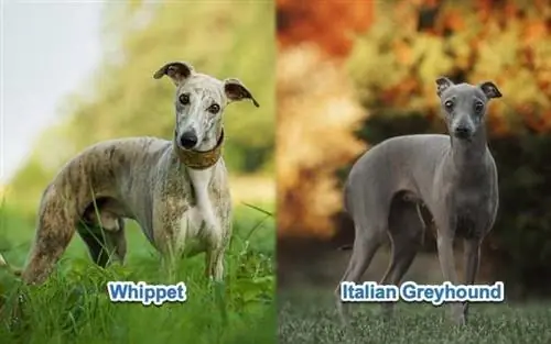 whippet vs italiensk greyhound