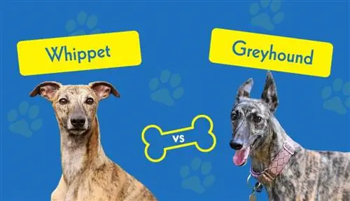 Whippet vs Greyhound: Ялгаа нь юу вэ?