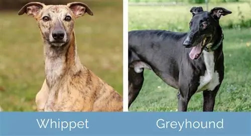 whippet vs greyhound side om side