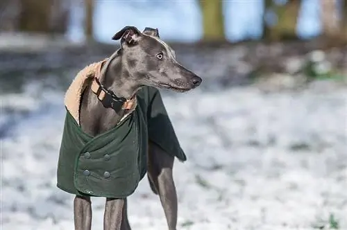 whippet udendørs