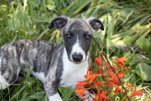 Pure kuzaliana brindle whippet puppy