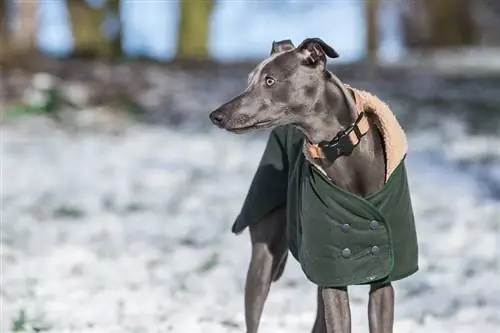 whippet